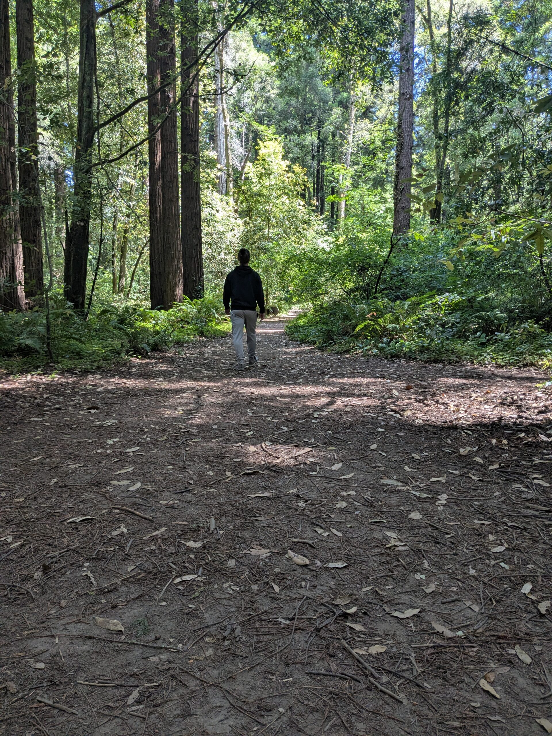 An image of a person emerging from a clearing in a forest to walk on a path. It's meant to accompany the poem and show show somatic coaching could help people on the path of their lives.